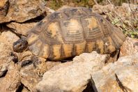 Testudo marginata, Markopoulo