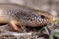 Chalcides ocellatus, Markopoulo