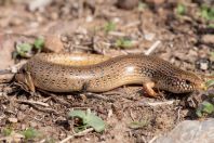 Chalcides ocellatus, Markopoulo