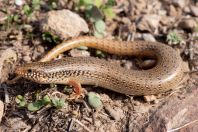 Chalcides ocellatus, Markopoulo