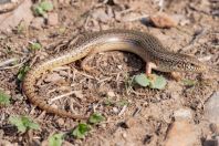 Chalcides ocellatus, Markopoulo