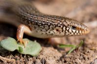 Chalcides ocellatus, Markopoulo