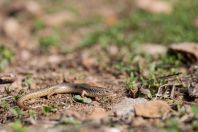 Chalcides ocellatus, Markopoulo