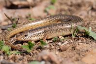 Chalcides ocellatus, Markopoulo