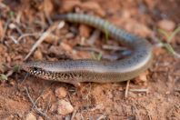 Chalcides ocellatus, Spata Loutsa