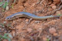 Chalcides ocellatus, Spata Loutsa