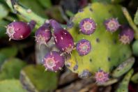 Opuntia