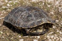 Mauremys rivulata, Larisos