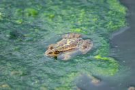 Pelophylax epeiroticus, Larisos