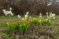 Narcissus poeticus, Metochi