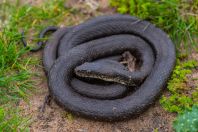 Natrix tessellata, Metochi