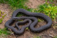 Natrix tessellata, Metochi