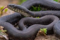 Natrix tessellata, Metochi