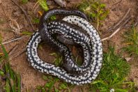 Natrix tessellata, Metochi