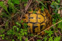 Testudo hermanni, Strofylia National Park