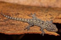 Mediodactylus kotschyi, Strofylia National Park