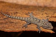 Mediodactylus kotschyi, Strofylia National Park