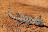 Mediodactylus kotschyi, Strofylia National Park