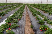 Strawberry fields, Strofylia