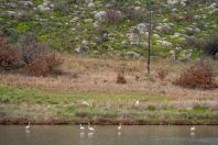 Flamingos, Araxos