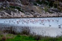 Flamingos, Araxos