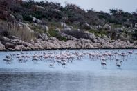 Flamingos, Araxos