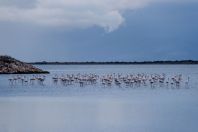 Flamingos, Araxos