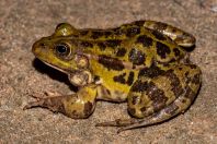 Pelophylax epeiroticus, Metochi