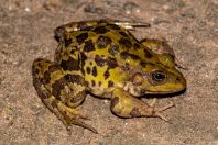 Pelophylax epeiroticus, Metochi