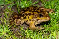 Pelophylax epeiroticus, Metochi