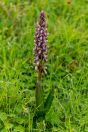 Himantoglossum robertianum, Strofylia