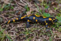 Salamandra salamandra, Lapathia