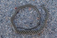 Natrix tessellata, Attica