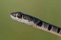 Platyceps najadum, Attica
