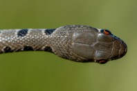 Platyceps najadum, Attica