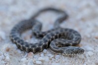 Natrix tessellata, Attica