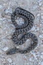 Natrix tessellata, Attica