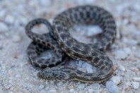 Natrix tessellata, Attica