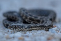 Natrix tessellata, Attica