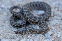 Natrix tessellata, Attica