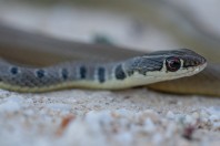 Platyceps najadum, Attica