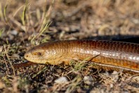 Pseudopus apodus, Attica