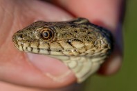 Natrix tessellata, Attica