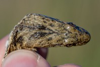 Natrix tessellata, Attica