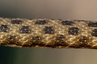 Natrix tessellata, Attica