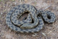Natrix tessellata, Attica