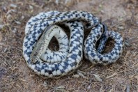 Natrix tessellata, Attica
