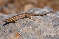 Ophisops elegans, Arginonta, Kalymnos