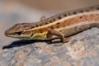 Ophisops elegans, Arginonta, Kalymnos