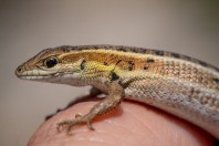 Ophisops elegans, Arginonta, Kalymnos